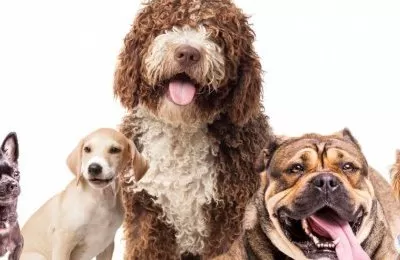Na piknik z pupilem
