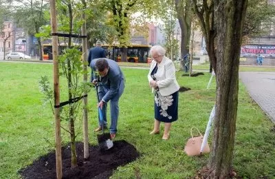 Dęby na 100-lecie niepodległości