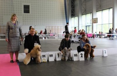 Najpiękniejsze czworonogi zaprezentowały swoje w