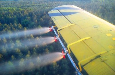 Uwaga! Zabiegi ochronne przeciwko chrabąszczom i
