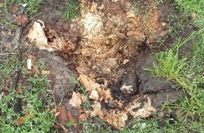 Wiosną MZZiGK posadzi nowe drzewa na Rynku