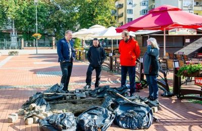 Dendrolog zbadał drzewa na Rynku