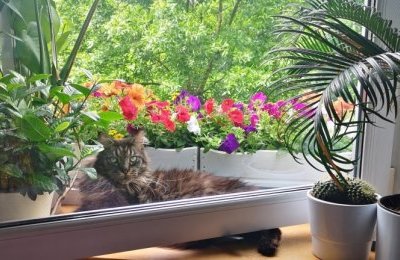 Kwietne ogródki, zielone okna i balkony nagrodzon