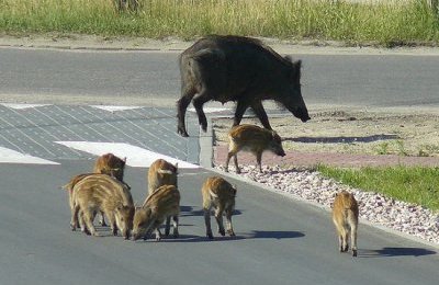 Komunikat Ministerstwa Rolnictwa i Rozwoju Wsi