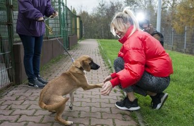 Bytomskie gwiazdy na pomoc schronisku