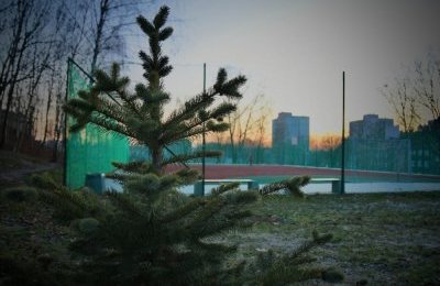Nie wyrzucaj choinki po świętach
