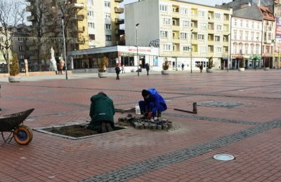 Z Rynku znikają obumarłe drzewa