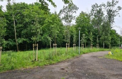 Nowe nasadzenia w Parku Amendy