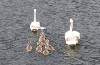 Na pomoc ptasiej rodzinie