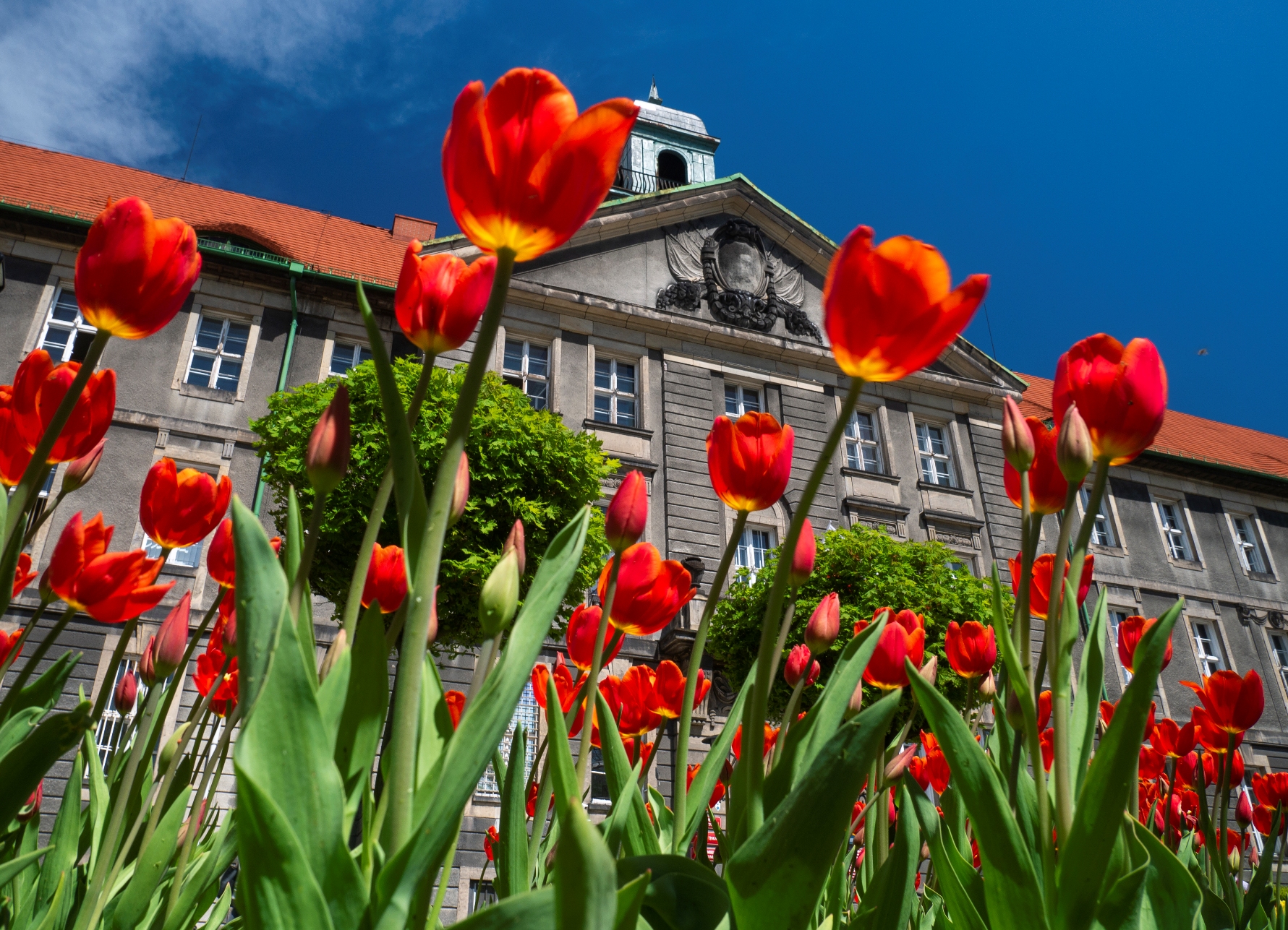 Tulipany na skwerze Georga Bruninga