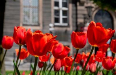 Wiosenne prace w bytomskich parkach i skwerach