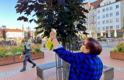 Ekipy zieleniarskie zadbały o drzewa na bytomskim