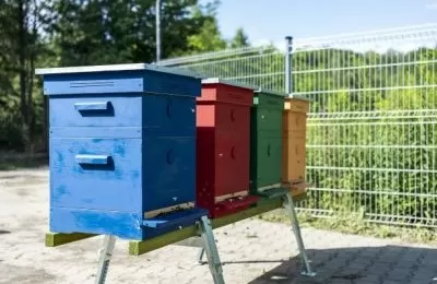 Pszczoły zamieszkały w Miechowicach