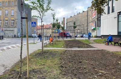 Nowe nasadzenia na skwerach i klombach 