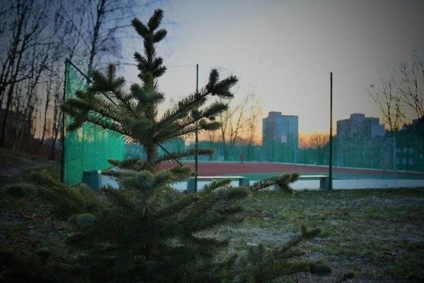 Choinka posadzona w Rozbarku