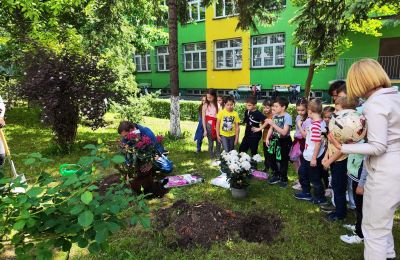 Rododendrony w podziękowaniu