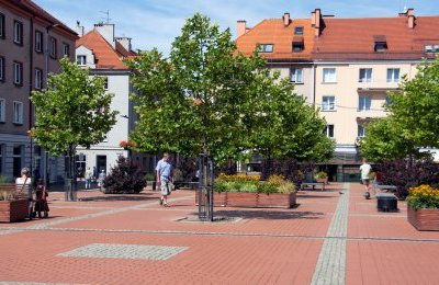 Nowe nasadzenia na Rynku