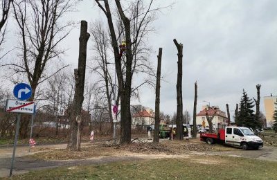Drzewa zagrażające bezpieczeństwu do wycinki