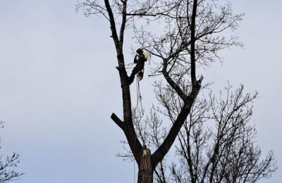Zabiegi pielęgnacyjne w koronach drzew i nowe nas