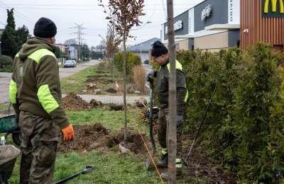 Pół tysiąca drzew do końca roku