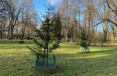 Daj choince drugie życie. Po świętach zasadzimy