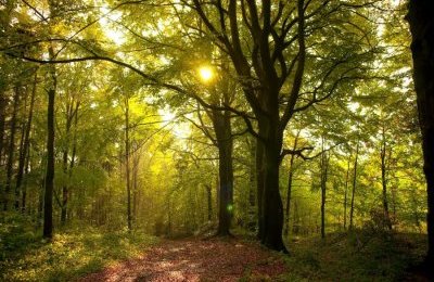 Dołącz do sprzątania bytomskich lasów