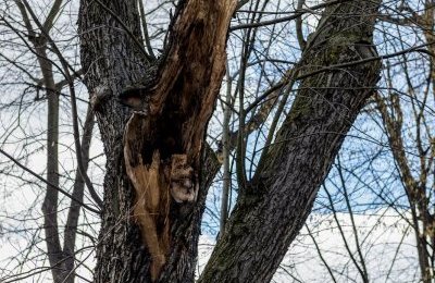 Ekspertyza dendrologiczna potwierdziła zły stan