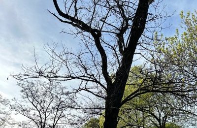 Obumarłe i zagrażające bezpieczeństwu - do wyc