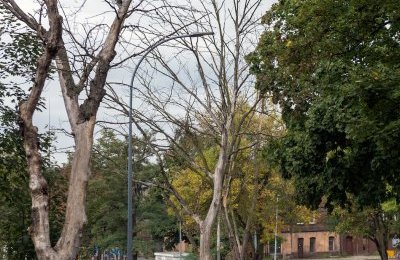 Drzewa zagrażające bezpieczeństwu do wycinki