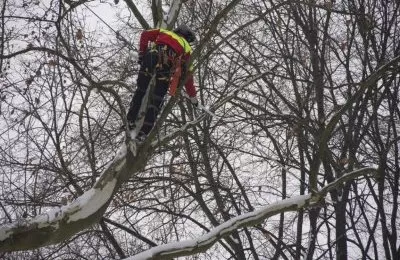 Zadbamy o trzystuletni platan klonolistny „Jan I