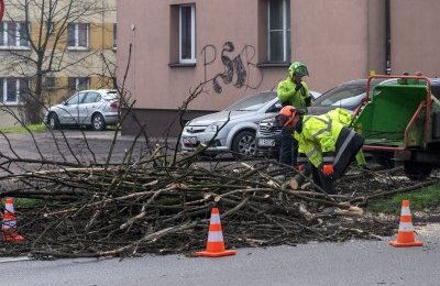 Drzewa zagrażające bezpieczeństwu do wycinki