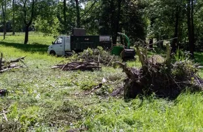 Trwają prace pielęgnacyjne i wycinka chorych drz