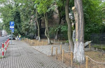 Trwają prace pielęgnacyjne i wycinka chorych drz