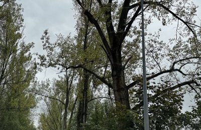 Pielęgnacja i wycinka chorych drzew