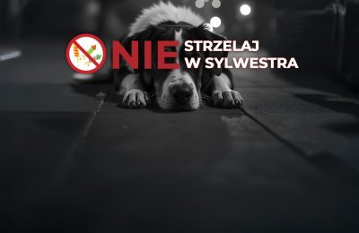 Nie strzelaj w sylwestra!