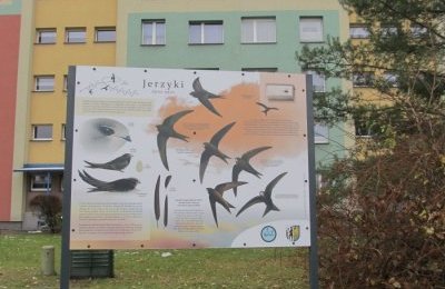 Bytom dla jerzyków – darmowe budki dla ptaków 