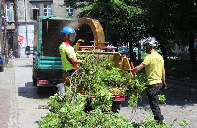 Pielęgnacja i wycinka chorych drzew