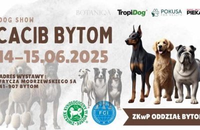 Międzynarodowa wystawa psich piękności już w w
