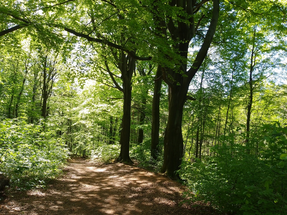 Zdjęcie: Rezerwat „Segiet” – zielone serce Srebrnej Góry to jedno z miejsc, które odwiedzą turyści 5 lipca, fot. Tomasz Sanecki