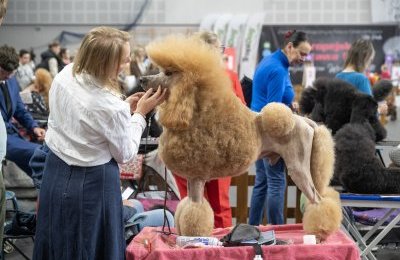 Weekend pełen psiej gracji i elegancji