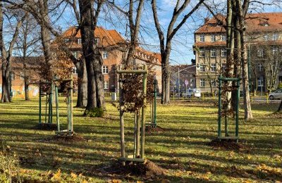 266 nowych drzew w Bytomiu 