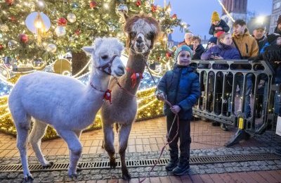Świąteczna zagroda z alpakami na bytomskim jarma