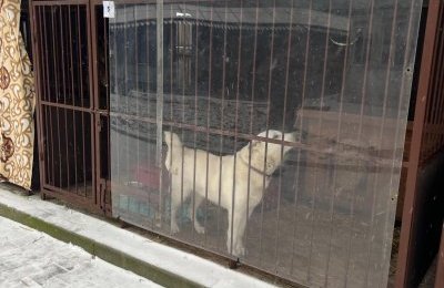 Bytomskie schronisko przygotowane na nadchodzące 