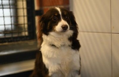 Ruszają adopcje zwierząt ze schroniska 