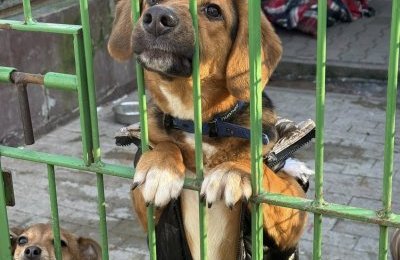 Adopcje zwierząt tymczasowo wstrzymane 