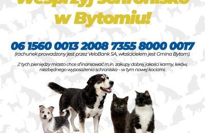 Specjalne subkonto na pomoc schronisku