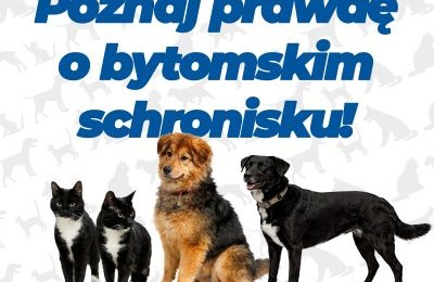 Tylko fakty na temat bytomskiego schroniska 