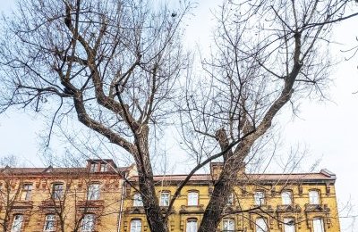 Topola na Piłsudskiego przeszła próbę obciąż