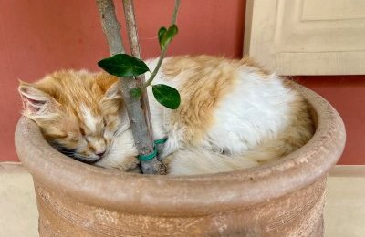 Miaukot i Chatul dla kotów wolno żyjących 