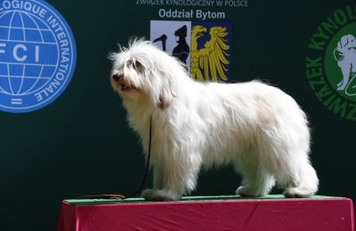 W Szombierkach będziemy podziwiać psie pięknoś